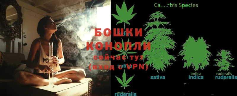 Канабис Ganja  Каргополь 